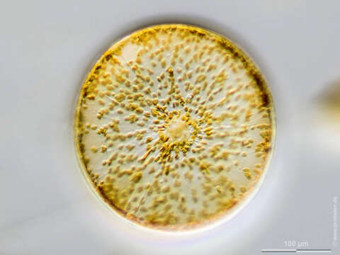 Imagem de Coscinodiscus concinnus