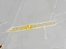 Image of Pseudosolenia calcar-avis