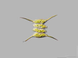 Image of Desmodesmus opoliensis (P. G. Richter) E. Hegewald 2000