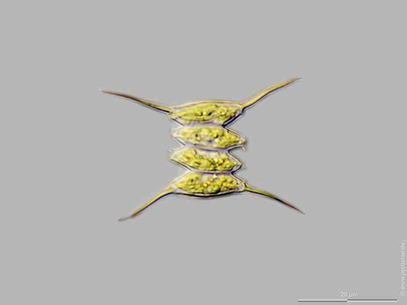 Image of Desmodesmus opoliensis (P. G. Richter) E. Hegewald 2000