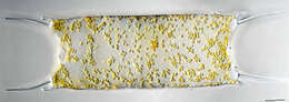 Image of Diatom