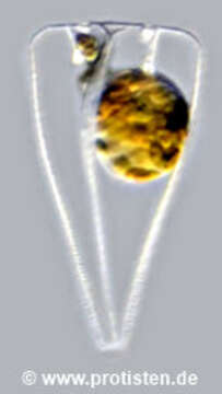 Image of Licmophoraceae