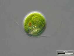 Image of Chlamydomonas reinhardtii