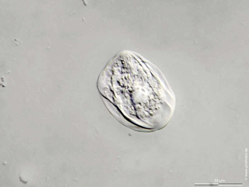 Image of Thecamoeba striata (Penard) Schaeffer