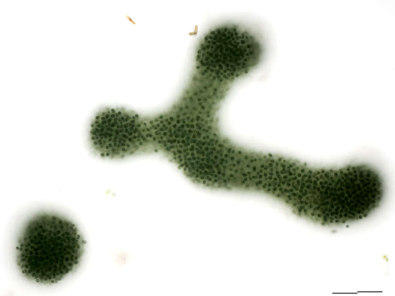 Image of Microcystis aeruginosa