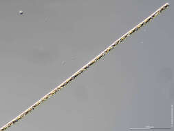 Image of Guinardia delicatula