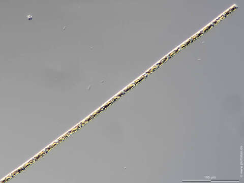 Image of Guinardia delicatula