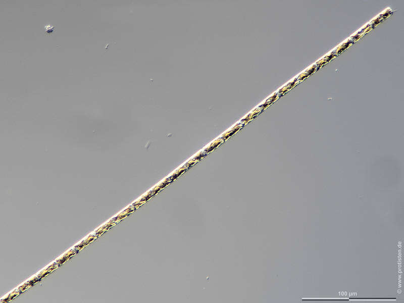 Image of Guinardia delicatula