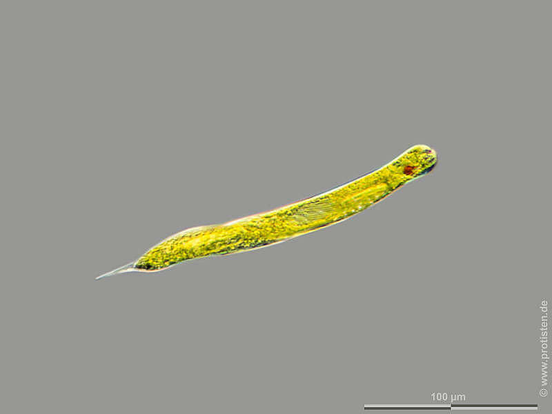 Image of Lepocinclis oxyuris