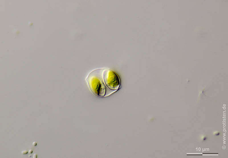 Image of Oocystis parva