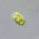 Image of Chlamydomonas mutabilis