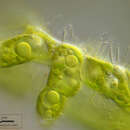 Image of Stigeoclonium farctum