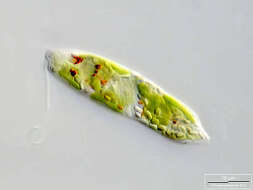 Image of Euglena gracilis