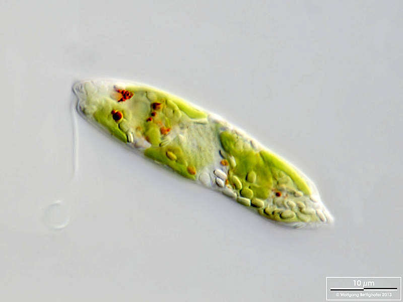 Image of Euglena gracilis