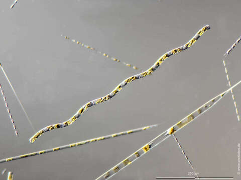 Image of Guinardia delicatula
