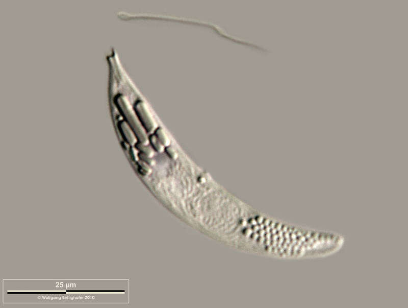 Image of Menoidium pellucidum