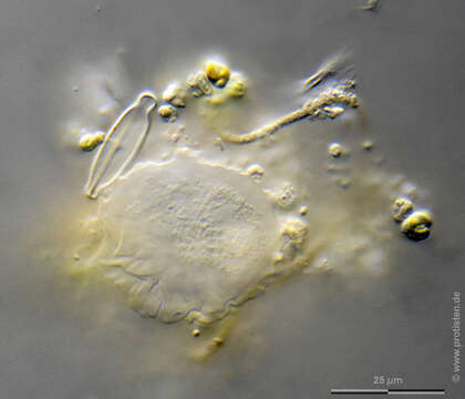 Image of Vannella simplex