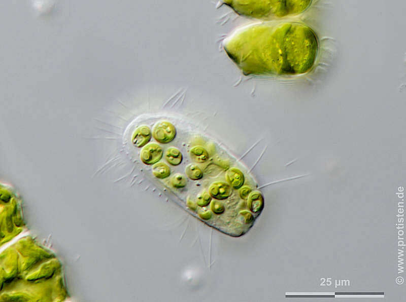 Image of Chlorella vulgaris