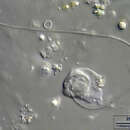 Image of Platyamoeba