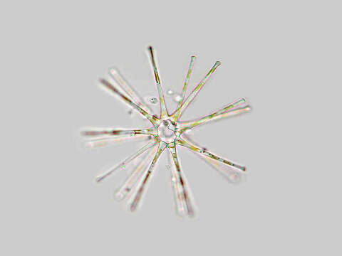 Image of Asterionella formosa