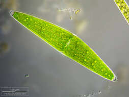 Image of Closterium lunula