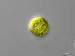 Image of Glochiococcus G. B. De Toni 1888