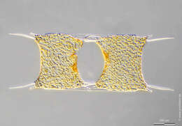 Image of Diatom
