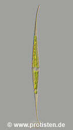 Image of Closterium kuetzingii Brébisson 1856