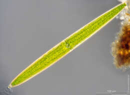 Image of Closterium acerosum