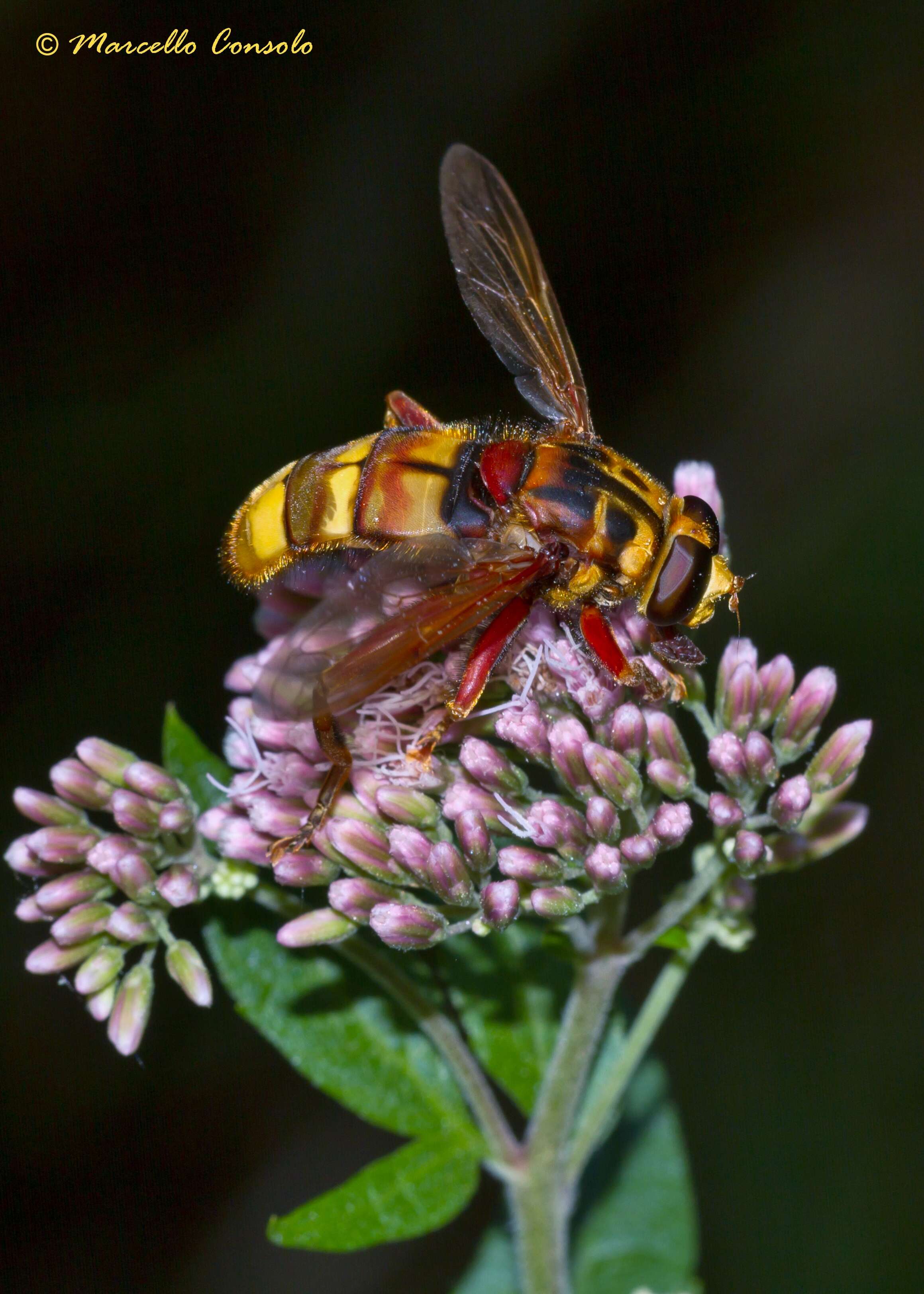 Image de Milesia crabroniformis (Fabricius 1775)