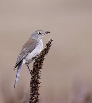 Image of Grey Shrike-thrush