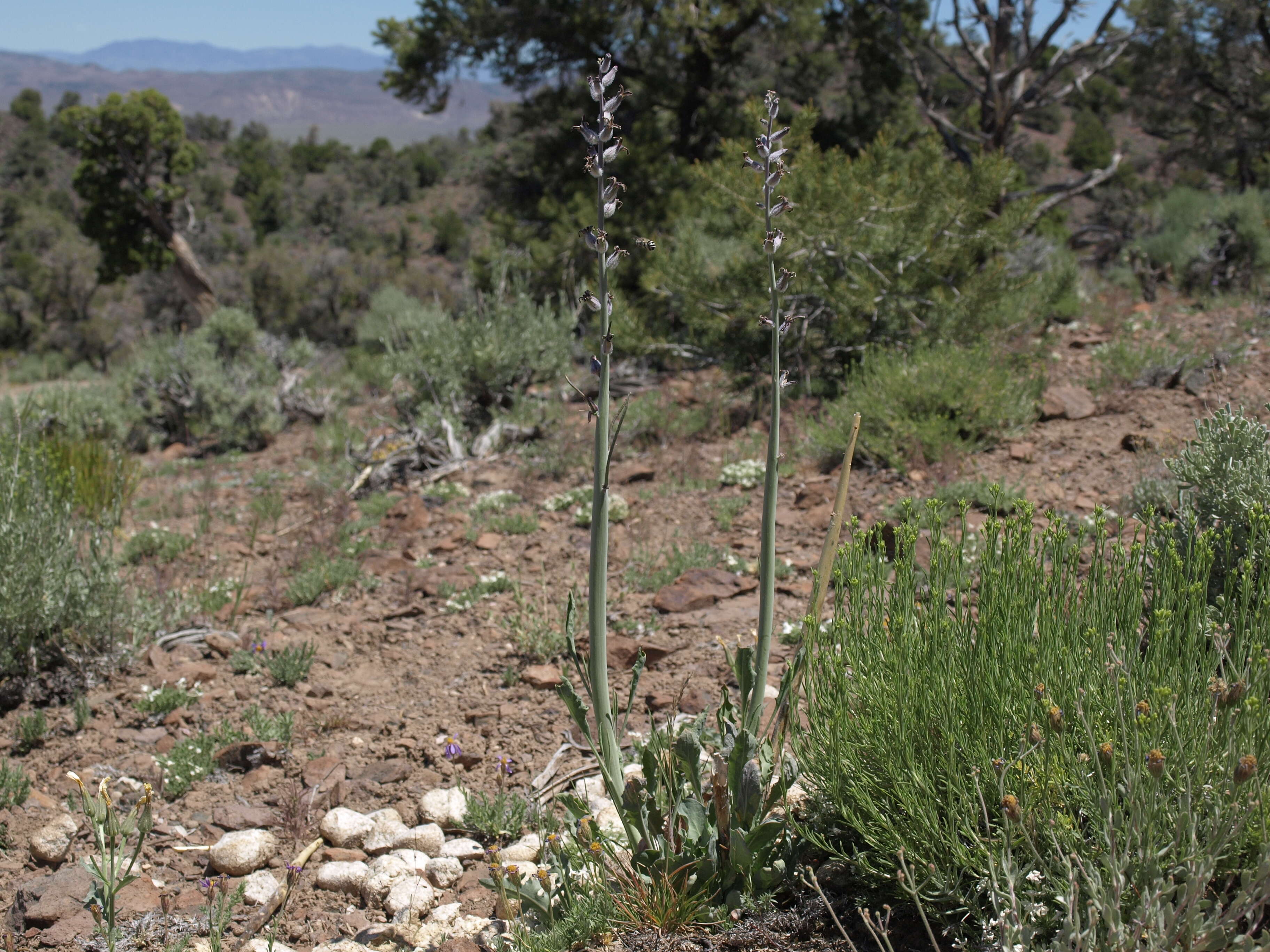 Image of thickstem wild cabbage