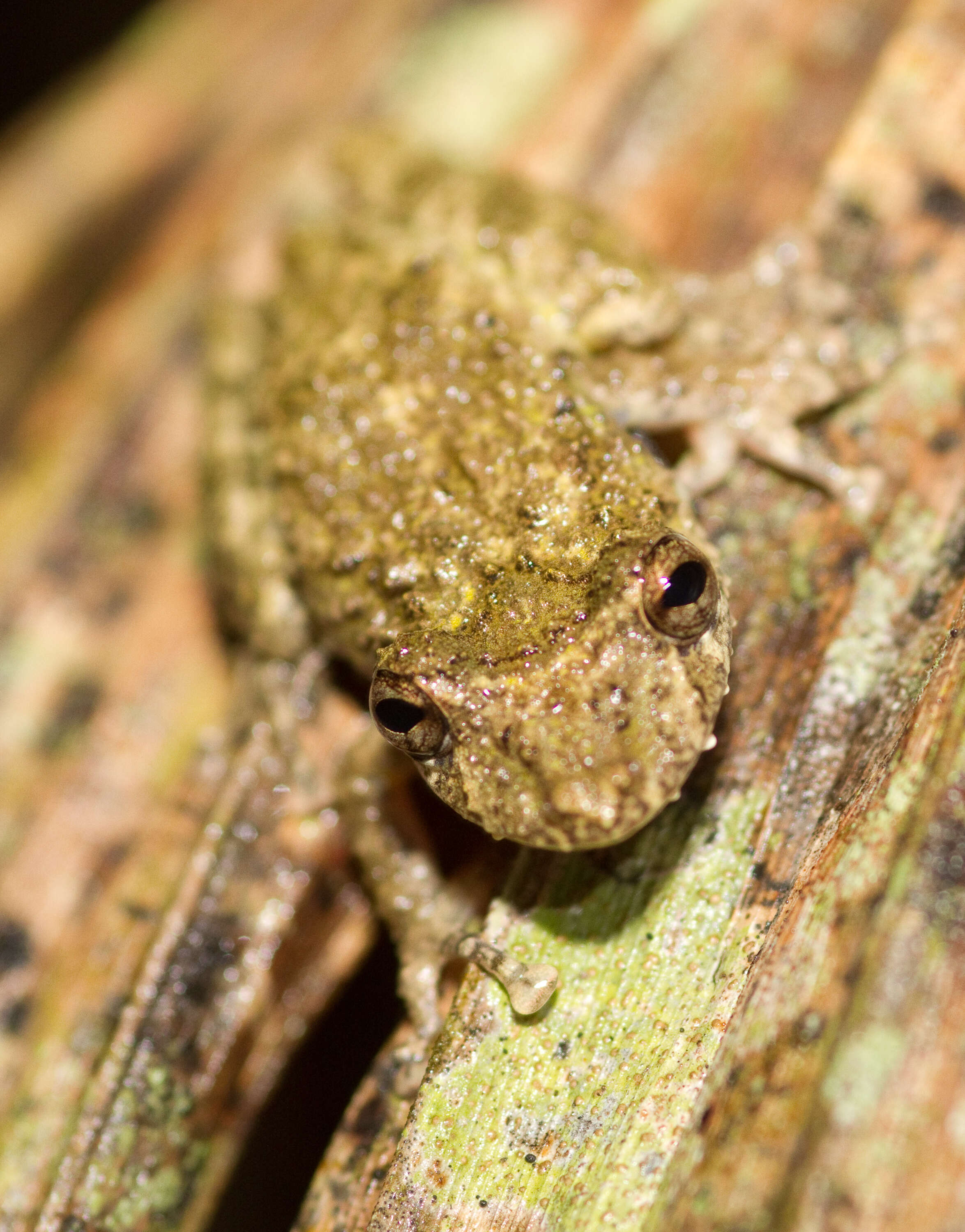 Image of Snouted Treefrogs