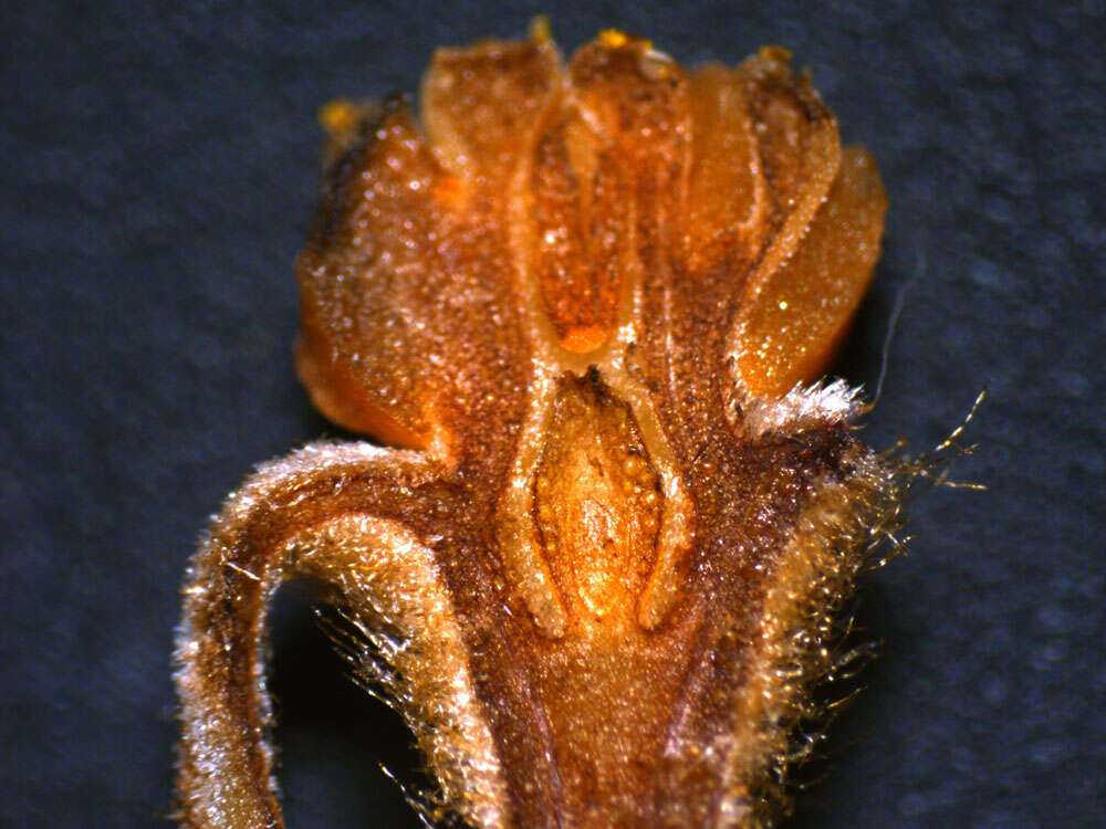 Image of Pleurothyrium golfodulcense W. Burger & N. Zamora