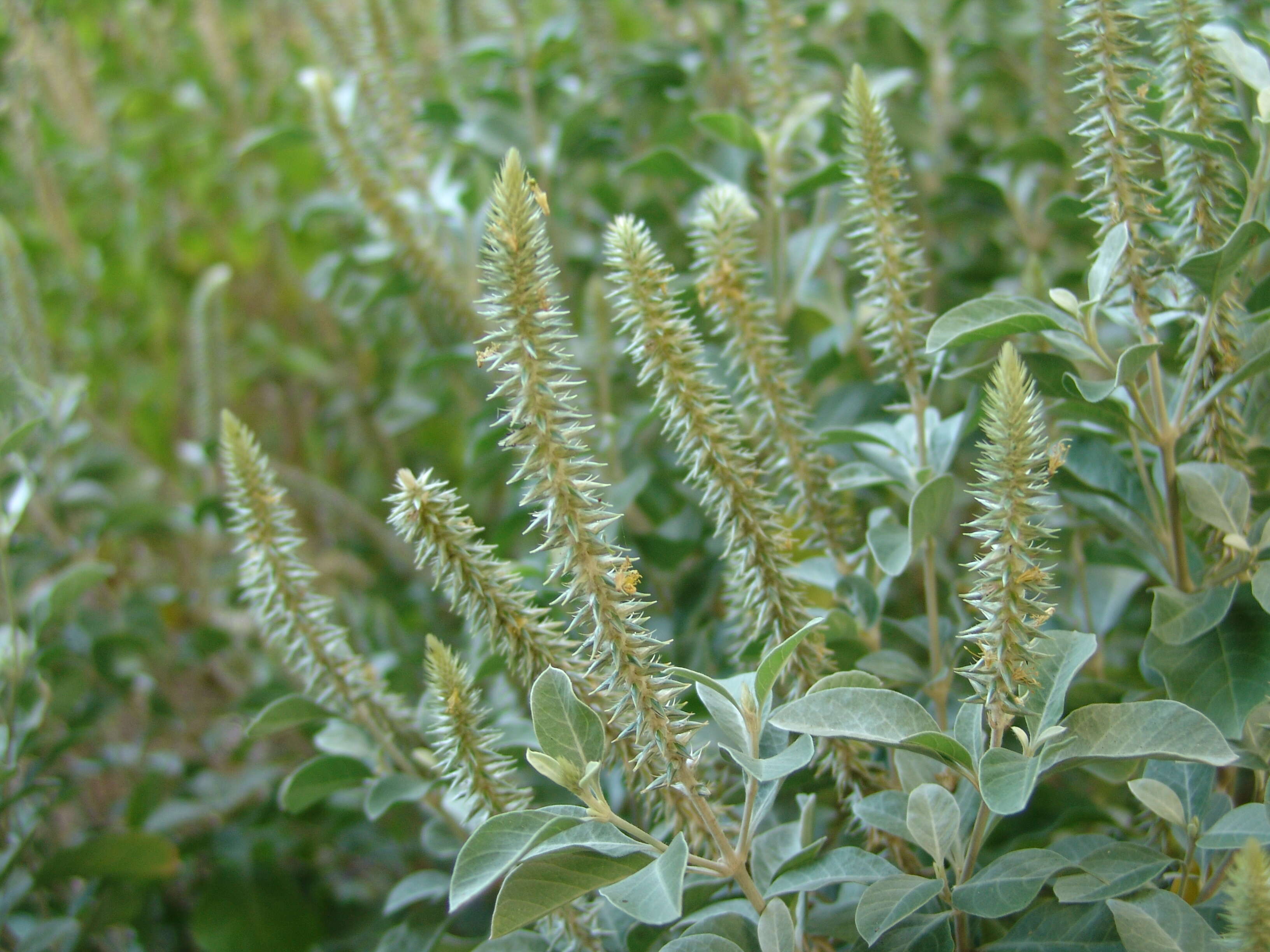 Image of chaff flower