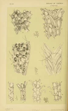 Image of Buguloidea Gray 1848