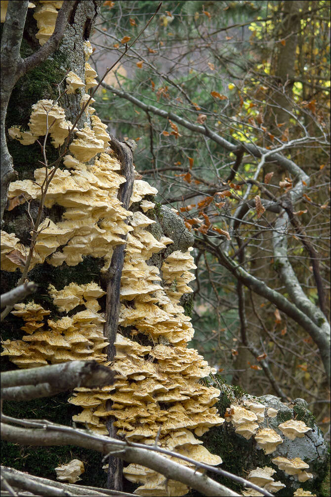 Image of Trametes pubescens (Schumach.) Pilát 1939