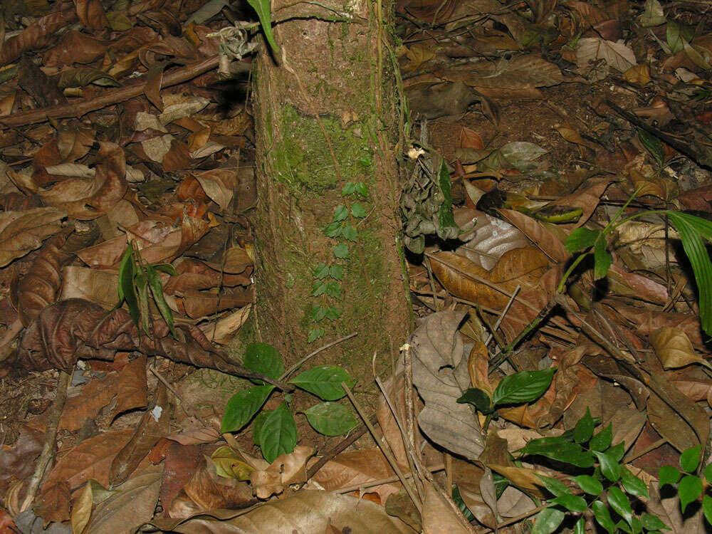 Image of Sarcaulus