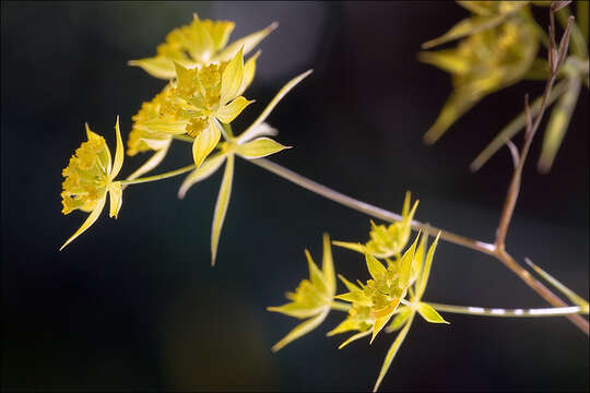 Image of Bupleurum veronense Turra