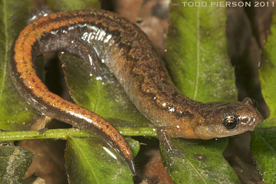 Image of Webster's Salamander