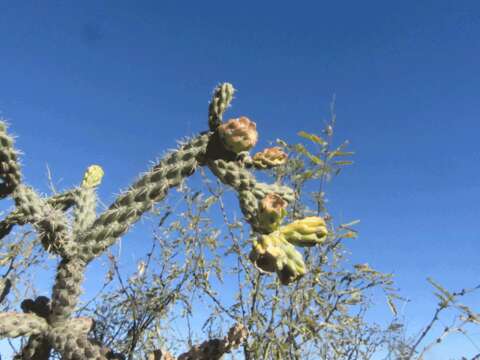 Image of Stag-horn Cholla