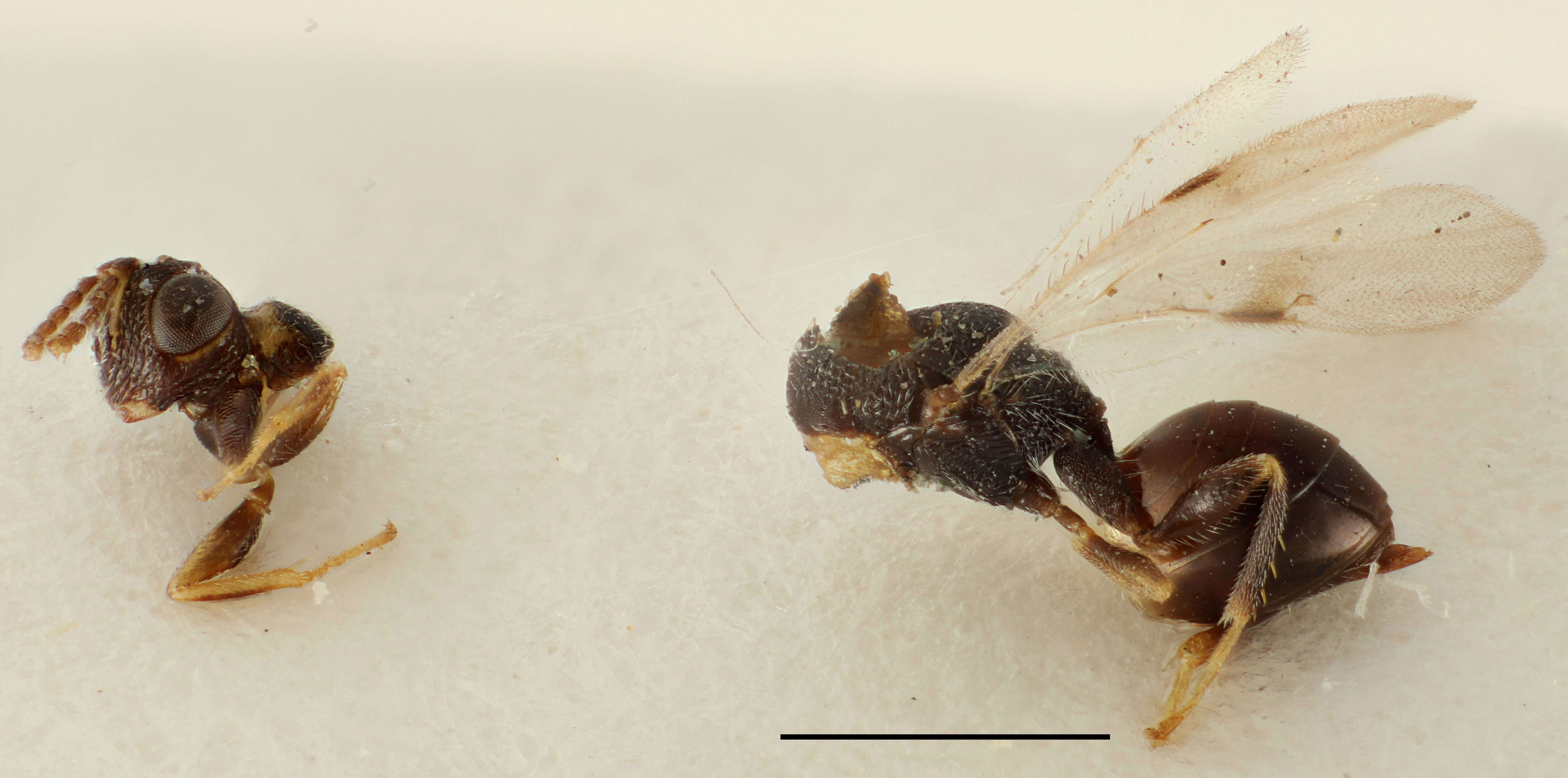 Sycophila biguttata (Swederus 1795)的圖片