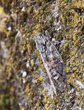 Image of Cicada orni Linnaeus 1758