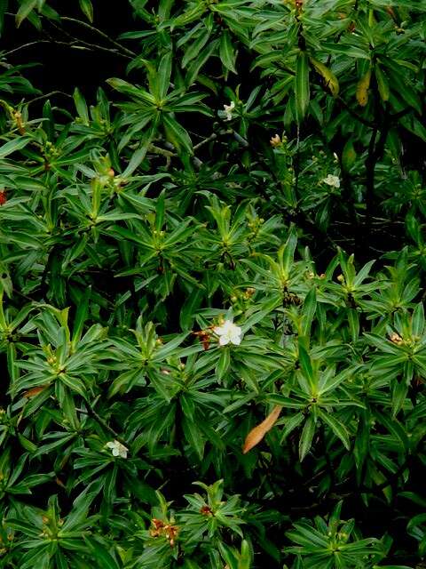 Image of Bonnetiaceae