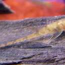 Image of Whiptail catfish