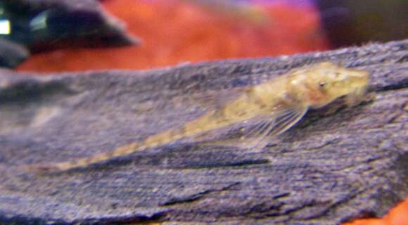 Image of Whiptail catfish