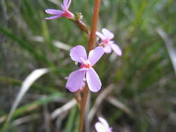 Image de Stylidium graminifolium Sw. ex Willd.