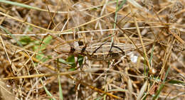 Image of Common Predatory Bush-cricket