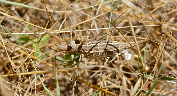 Image of Common Predatory Bush-cricket