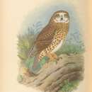 Image of Lord Howe Morepork